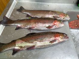 Good quality trout