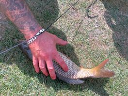 Small catch