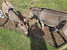 Donkeys again