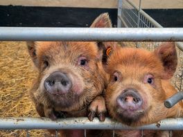 Kunekune cutie pigs!!