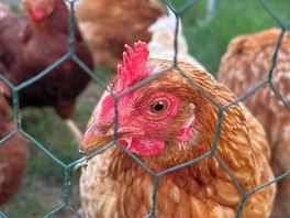 Our fave hen
