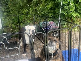 Clio and betty enjoying their pitch
