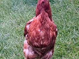 Love chickens
