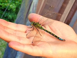 Great wildlife