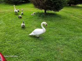 Swans