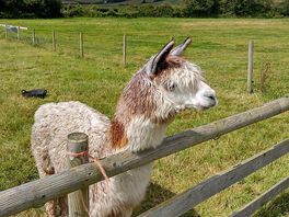 Campsite alpaca
