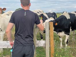 Seeing the cows