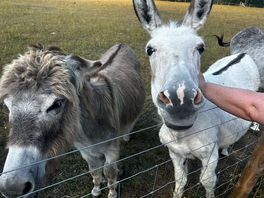 Meeting the donkeys