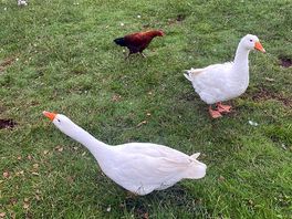 Geese