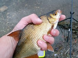 Lots like this fish