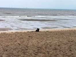 Beach dogs allowed north side all year.
