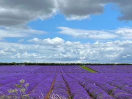 Lavender field