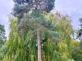 Lovely area
