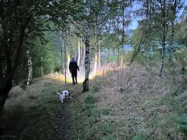 The dog walk forest at night