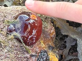 An actinia mediterranea, maybe.