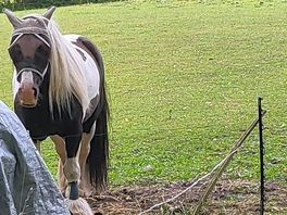 Amazing horses