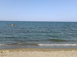 Mare