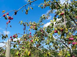 Plums