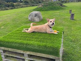 Secure dog walk