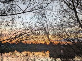 Through the skeletal trees at sunset