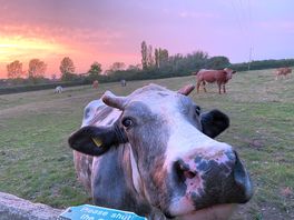 Cows in the field