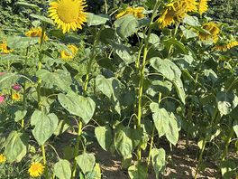 Maybe gone overboard on the sunflowers