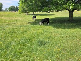National trust locals