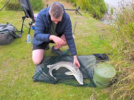 Sturgeon