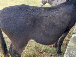 Donkeys sanctuary