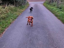 Lovely evening walk around elm tree farm