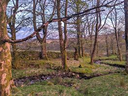 Beautiful glade