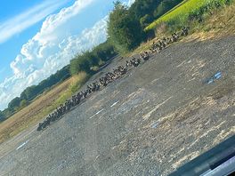 The ducks that make you wait whilst they cross the road
