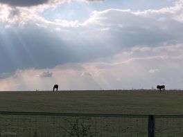 Horses grazing in one of the fields on site