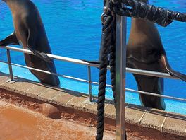 Sea lions were dunny.