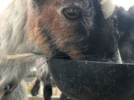Love the goats!