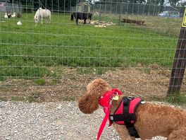 Buddy the cockapoo checking out the ponies dog friendly big plus