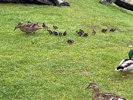 Lots of duckies