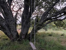 Tree swing