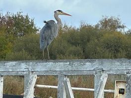 Caen hill lock - great walk