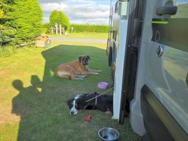 Two happy dogs on our pitch
