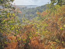View from luxulyan woods