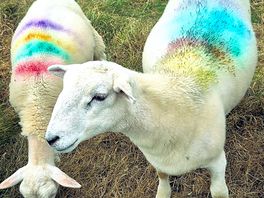 Rainbow sheep