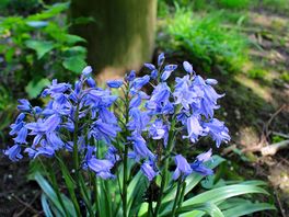 Bluebells