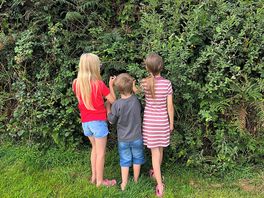 Picking blackberries