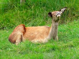 Wild boar park