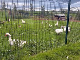 Ducks and geese