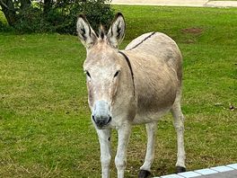 You’ll definitely see donkeys and ponies.