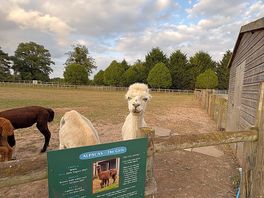 Alpacas