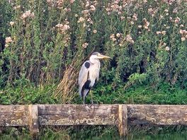 Canal walk to garstang