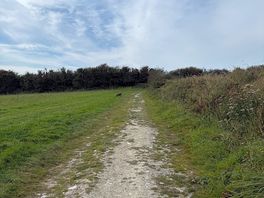 Dog field